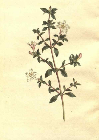 Reproducción/Reproduction 35128884796: The Botanical magazine, or, Flower-garden displayed ... /. [S.l. :s.n.],1790-1800 ;