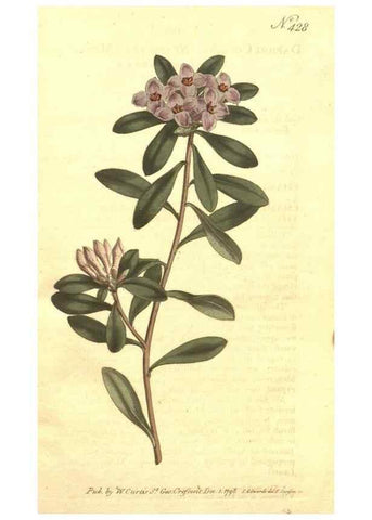 Reproducción/Reproduction 34359318693: The Botanical magazine, or, Flower-garden displayed ... /. [S.l. :s.n.],1790-1800 ;