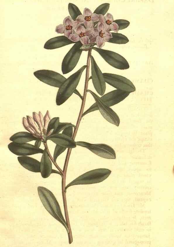 Reproducción/Reproduction 34359318693: The Botanical magazine, or, Flower-garden displayed ... /. [S.l. :s.n.],1790-1800 ;