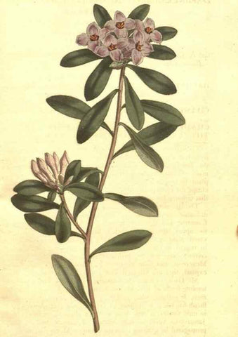 Reproducción/Reproduction 34359318693: The Botanical magazine, or, Flower-garden displayed ... /. [S.l. :s.n.],1790-1800 ;