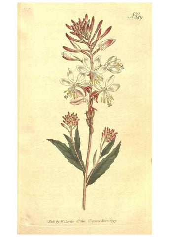 Reproducción/Reproduction 35038182881: The Botanical magazine, or, Flower-garden displayed ... /. [S.l. :s.n.],1790-1800 ;