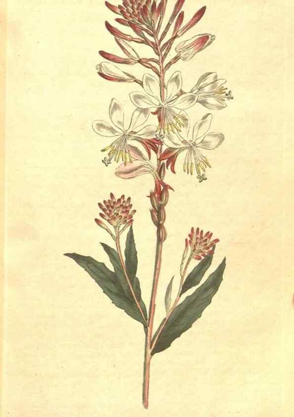 Reproducción/Reproduction 35038182881: The Botanical magazine, or, Flower-garden displayed ... /. [S.l. :s.n.],1790-1800 ;