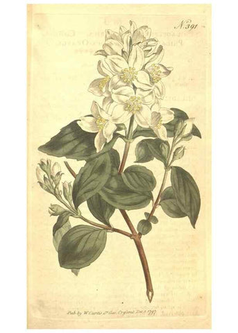 Reproducción/Reproduction 35038189051: The Botanical magazine, or, Flower-garden displayed ... /. [S.l. :s.n.],1790-1800 ;