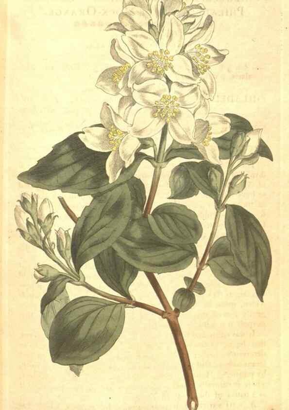 Reproducción/Reproduction 35038189051: The Botanical magazine, or, Flower-garden displayed ... /. [S.l. :s.n.],1790-1800 ;