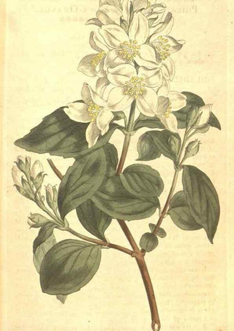 Reproducción/Reproduction 35038189051: The Botanical magazine, or, Flower-garden displayed ... /. [S.l. :s.n.],1790-1800 ;