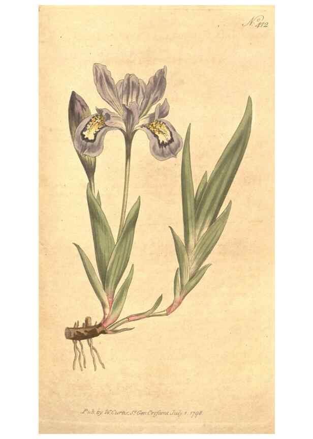 Reproducción/Reproduction 34323974104: The Botanical magazine, or, Flower-garden displayed ... /. [S.l. :s.n.],1790-1800 ;