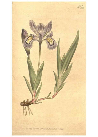 Reproducción/Reproduction 34323974104: The Botanical magazine, or, Flower-garden displayed ... /. [S.l. :s.n.],1790-1800 ;