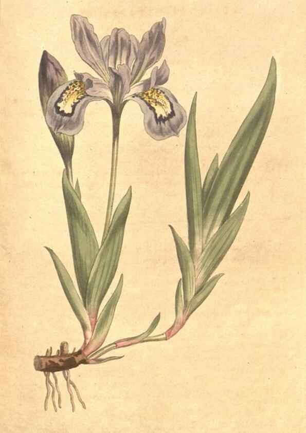 Reproducción/Reproduction 34323974104: The Botanical magazine, or, Flower-garden displayed ... /. [S.l. :s.n.],1790-1800 ;