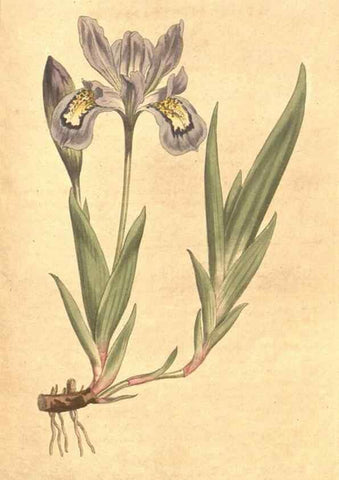 Reproducción/Reproduction 34323974104: The Botanical magazine, or, Flower-garden displayed ... /. [S.l. :s.n.],1790-1800 ;