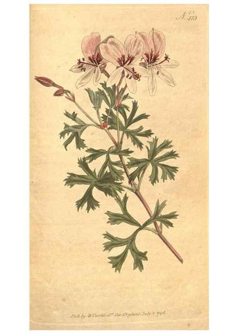 Reproducción/Reproduction 34323976494: The Botanical magazine, or, Flower-garden displayed ... /. [S.l. :s.n.],1790-1800 ;