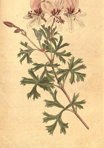 Reproducción/Reproduction 34323976494: The Botanical magazine, or, Flower-garden displayed ... /. [S.l. :s.n.],1790-1800 ;