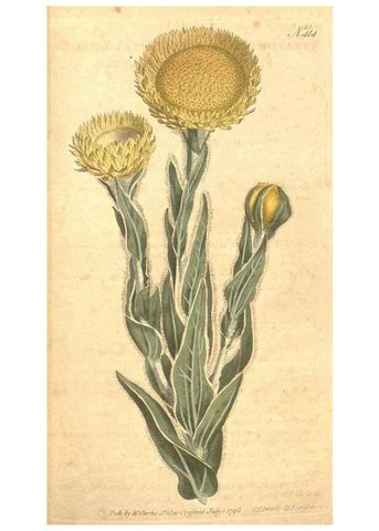Reproducción/Reproduction 35129068426: The Botanical magazine, or, Flower-garden displayed ... /. [S.l. :s.n.],1790-1800 ;