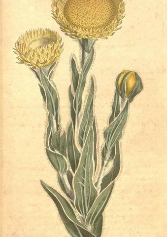 Reproducción/Reproduction 35129068426: The Botanical magazine, or, Flower-garden displayed ... /. [S.l. :s.n.],1790-1800 ;
