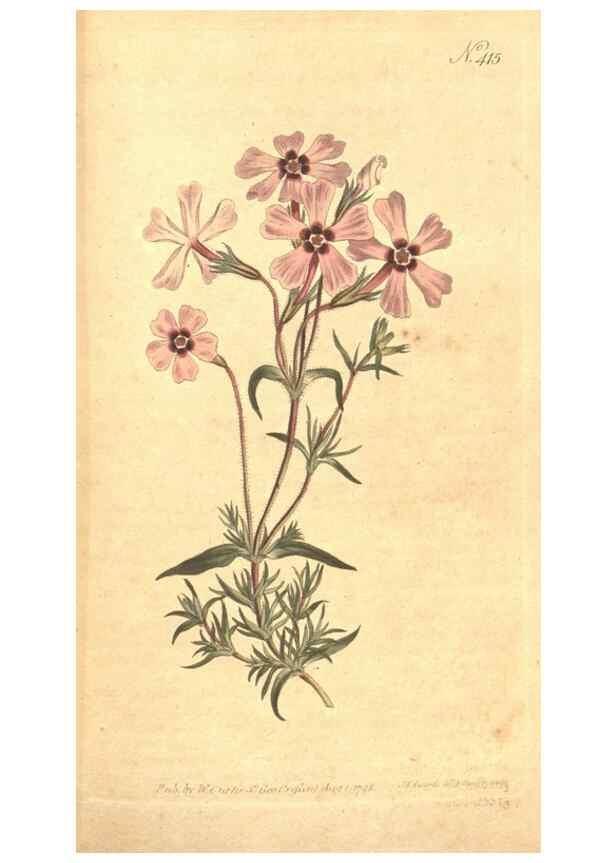 Reproducción/Reproduction 35129072766: The Botanical magazine, or, Flower-garden displayed ... /. [S.l. :s.n.],1790-1800 ;