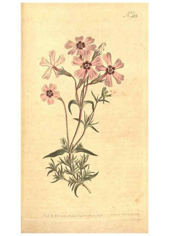 Reproducción/Reproduction 35129072766: The Botanical magazine, or, Flower-garden displayed ... /. [S.l. :s.n.],1790-1800 ;