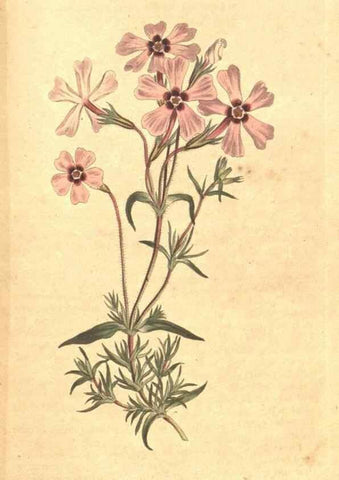 Reproducción/Reproduction 35129072766: The Botanical magazine, or, Flower-garden displayed ... /. [S.l. :s.n.],1790-1800 ;