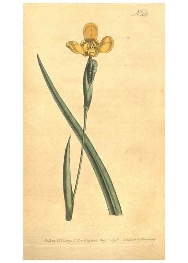 Reproducción/Reproduction 34323983494: The Botanical magazine, or, Flower-garden displayed ... /. [S.l. :s.n.],1790-1800 ;