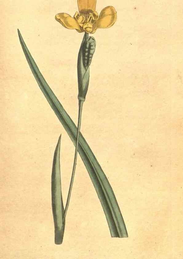 Reproducción/Reproduction 34323983494: The Botanical magazine, or, Flower-garden displayed ... /. [S.l. :s.n.],1790-1800 ;