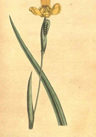 Reproducción/Reproduction 34323983494: The Botanical magazine, or, Flower-garden displayed ... /. [S.l. :s.n.],1790-1800 ;
