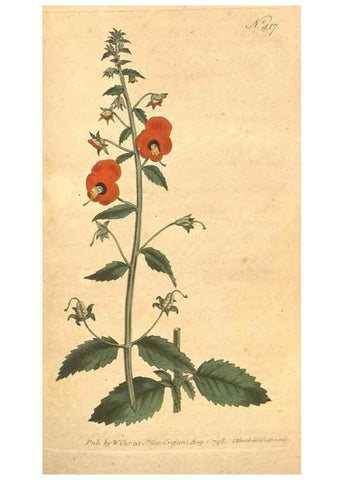 Reproducción/Reproduction 34323985284: The Botanical magazine, or, Flower-garden displayed ... /. [S.l. :s.n.],1790-1800 ;