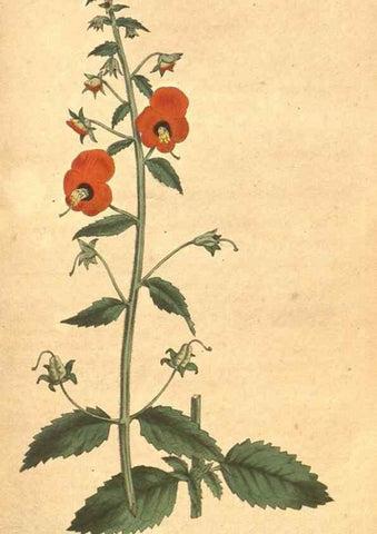 Reproducción/Reproduction 34323985284: The Botanical magazine, or, Flower-garden displayed ... /. [S.l. :s.n.],1790-1800 ;
