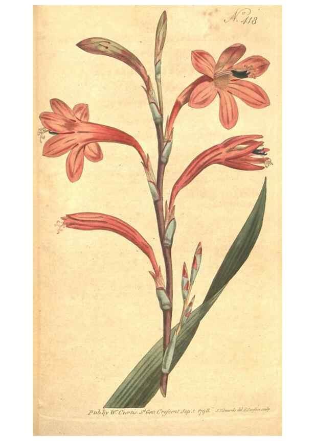 Reproducción/Reproduction 34782439680: The Botanical magazine, or, Flower-garden displayed ... /. [S.l. :s.n.],1790-1800 ;