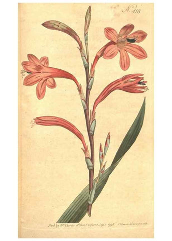 Reproducción/Reproduction 34782439680: The Botanical magazine, or, Flower-garden displayed ... /. [S.l. :s.n.],1790-1800 ;