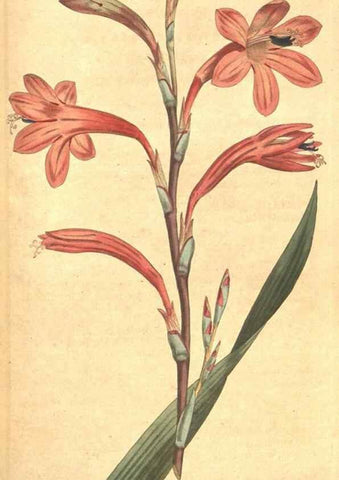 Reproducción/Reproduction 34782439680: The Botanical magazine, or, Flower-garden displayed ... /. [S.l. :s.n.],1790-1800 ;
