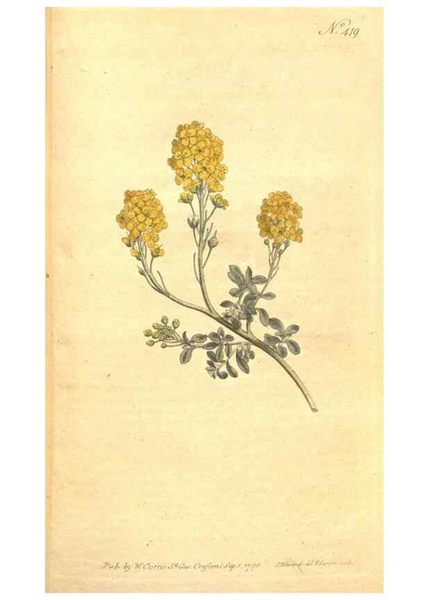 Reproducción/Reproduction 35004040292: The Botanical magazine, or, Flower-garden displayed ... /. [S.l. :s.n.],1790-1800 ;