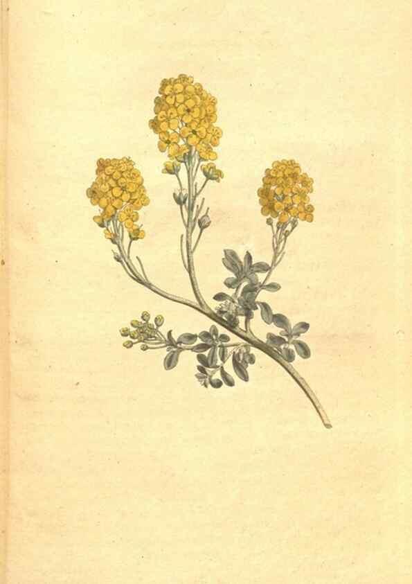 Reproducción/Reproduction 35004040292: The Botanical magazine, or, Flower-garden displayed ... /. [S.l. :s.n.],1790-1800 ;