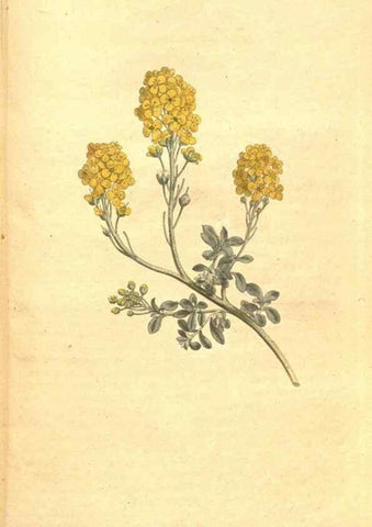 Reproducción/Reproduction 35004040292: The Botanical magazine, or, Flower-garden displayed ... /. [S.l. :s.n.],1790-1800 ;