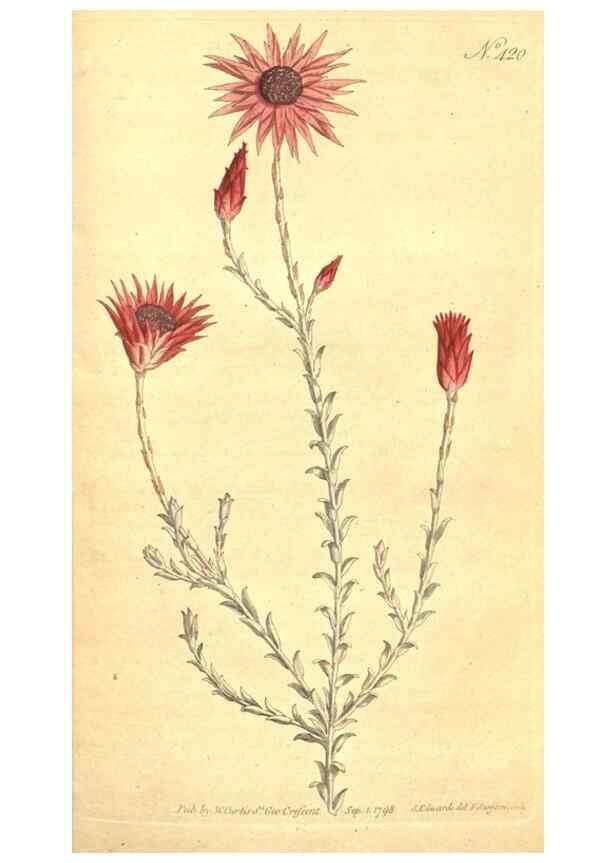 Reproducción/Reproduction 35169028885: The Botanical magazine, or, Flower-garden displayed ... /. [S.l. :s.n.],1790-1800 ;