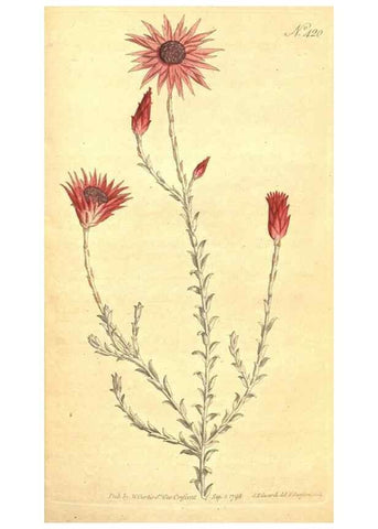 Reproducción/Reproduction 35169028885: The Botanical magazine, or, Flower-garden displayed ... /. [S.l. :s.n.],1790-1800 ;