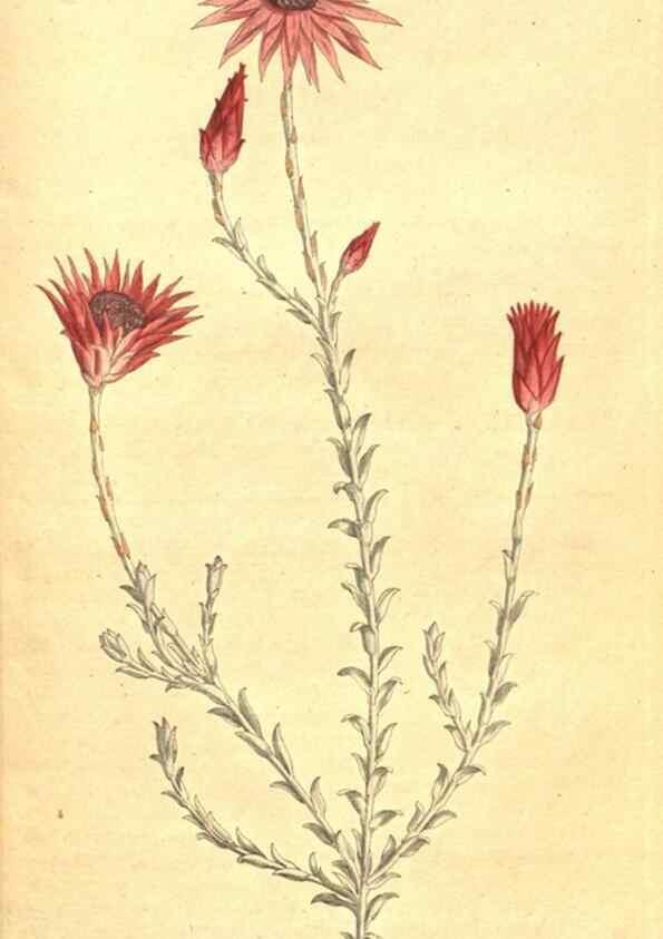Reproducción/Reproduction 35169028885: The Botanical magazine, or, Flower-garden displayed ... /. [S.l. :s.n.],1790-1800 ;