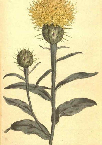 Reproducción/Reproduction 34782449350: The Botanical magazine, or, Flower-garden displayed ... /. [S.l. :s.n.],1790-1800 ;