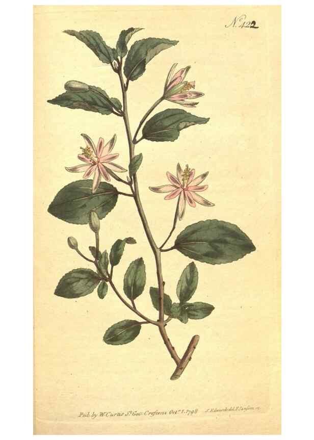 Reproducción/Reproduction 34359300203: The Botanical magazine, or, Flower-garden displayed ... /. [S.l. :s.n.],1790-1800 ;