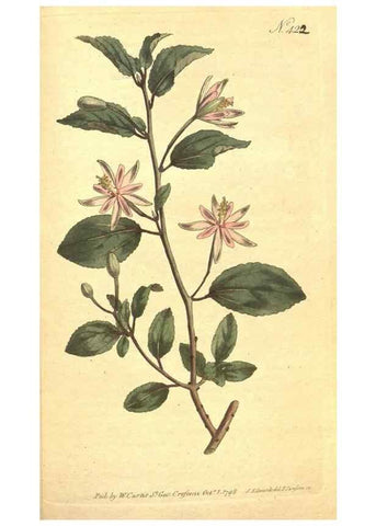 Reproducción/Reproduction 34359300203: The Botanical magazine, or, Flower-garden displayed ... /. [S.l. :s.n.],1790-1800 ;