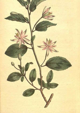 Reproducción/Reproduction 34359300203: The Botanical magazine, or, Flower-garden displayed ... /. [S.l. :s.n.],1790-1800 ;