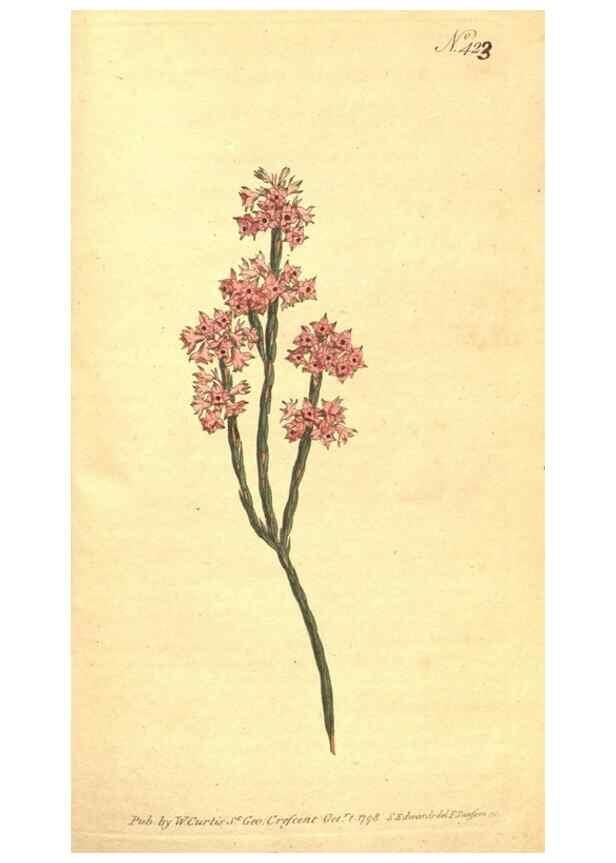 Reproducción/Reproduction 34782454870: The Botanical magazine, or, Flower-garden displayed ... /. [S.l. :s.n.],1790-1800 ;