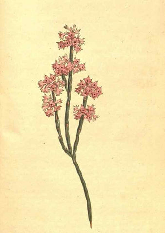 Reproducción/Reproduction 34782454870: The Botanical magazine, or, Flower-garden displayed ... /. [S.l. :s.n.],1790-1800 ;