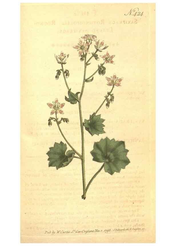Reproducción/Reproduction 34782460370: The Botanical magazine, or, Flower-garden displayed ... /. [S.l. :s.n.],1790-1800 ;
