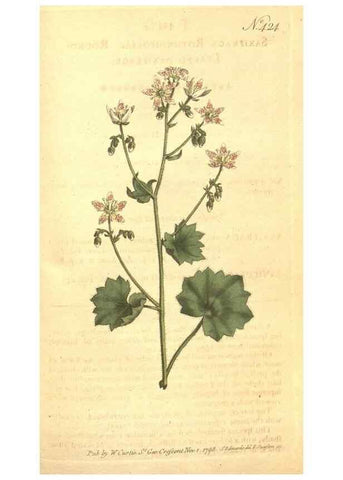 Reproducción/Reproduction 34782460370: The Botanical magazine, or, Flower-garden displayed ... /. [S.l. :s.n.],1790-1800 ;
