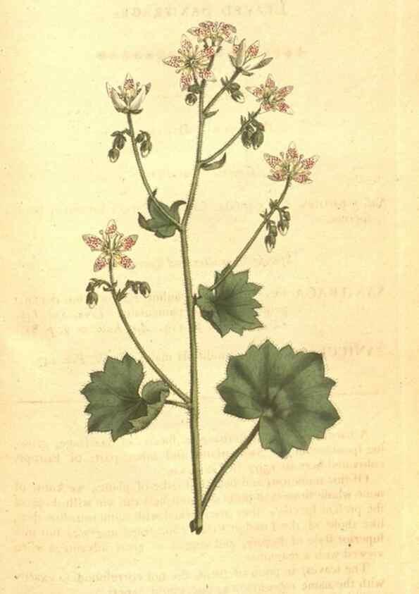 Reproducción/Reproduction 34782460370: The Botanical magazine, or, Flower-garden displayed ... /. [S.l. :s.n.],1790-1800 ;