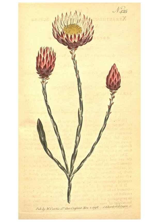 Reproducción/Reproduction 34782463140: The Botanical magazine, or, Flower-garden displayed ... /. [S.l. :s.n.],1790-1800 ;