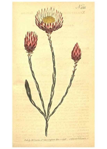 Reproducción/Reproduction 34782463140: The Botanical magazine, or, Flower-garden displayed ... /. [S.l. :s.n.],1790-1800 ;