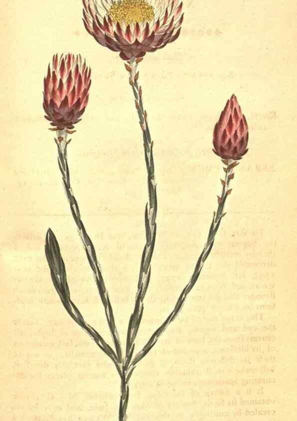 Reproducción/Reproduction 34782463140: The Botanical magazine, or, Flower-garden displayed ... /. [S.l. :s.n.],1790-1800 ;