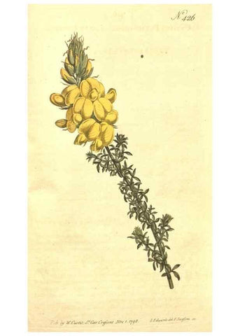 Reproducción/Reproduction 34782465380: The Botanical magazine, or, Flower-garden displayed ... /. [S.l. :s.n.],1790-1800 ;