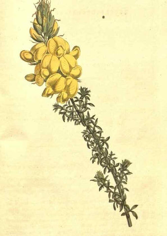 Reproducción/Reproduction 34782465380: The Botanical magazine, or, Flower-garden displayed ... /. [S.l. :s.n.],1790-1800 ;