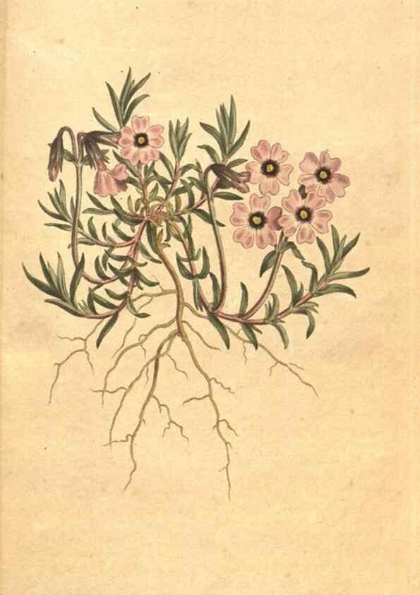 Reproducción/Reproduction 35129056716: The Botanical magazine, or, Flower-garden displayed ... /. [S.l. :s.n.],1790-1800 ;