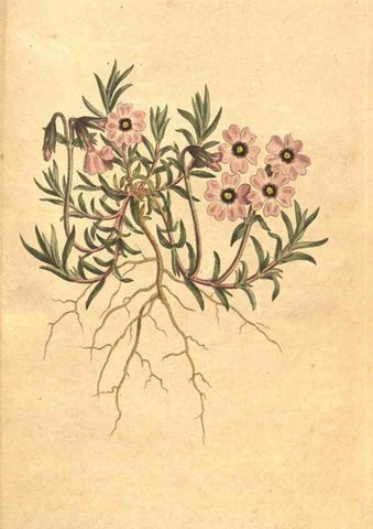 Reproducción/Reproduction 35129056716: The Botanical magazine, or, Flower-garden displayed ... /. [S.l. :s.n.],1790-1800 ;